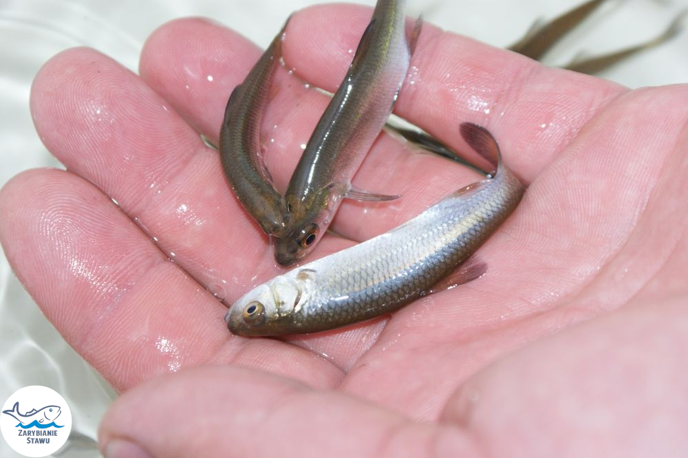 Narybek karp amur tołpyga (węgorz lin sum sandacz jesiotr) Biała Podlaska - zdjęcie 11