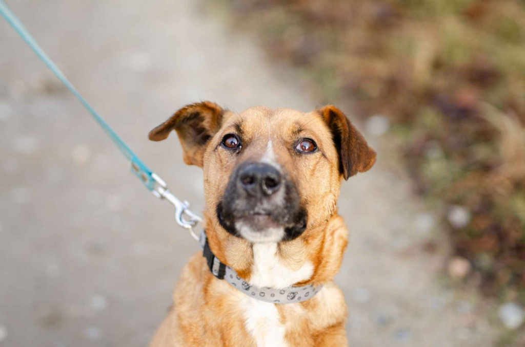 Doniu - młody, łagodny rudzielec szuka domu! Olsztyn - zdjęcie 1