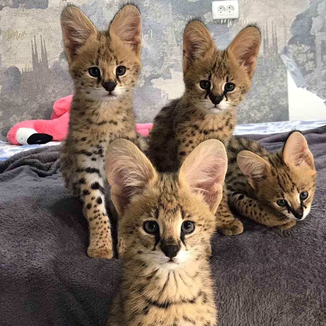 kocięta serwal dostępne na sprzedaż Bemowo - zdjęcie 1