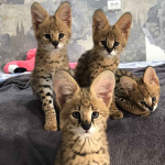 kocięta serwal dostępne na sprzedaż