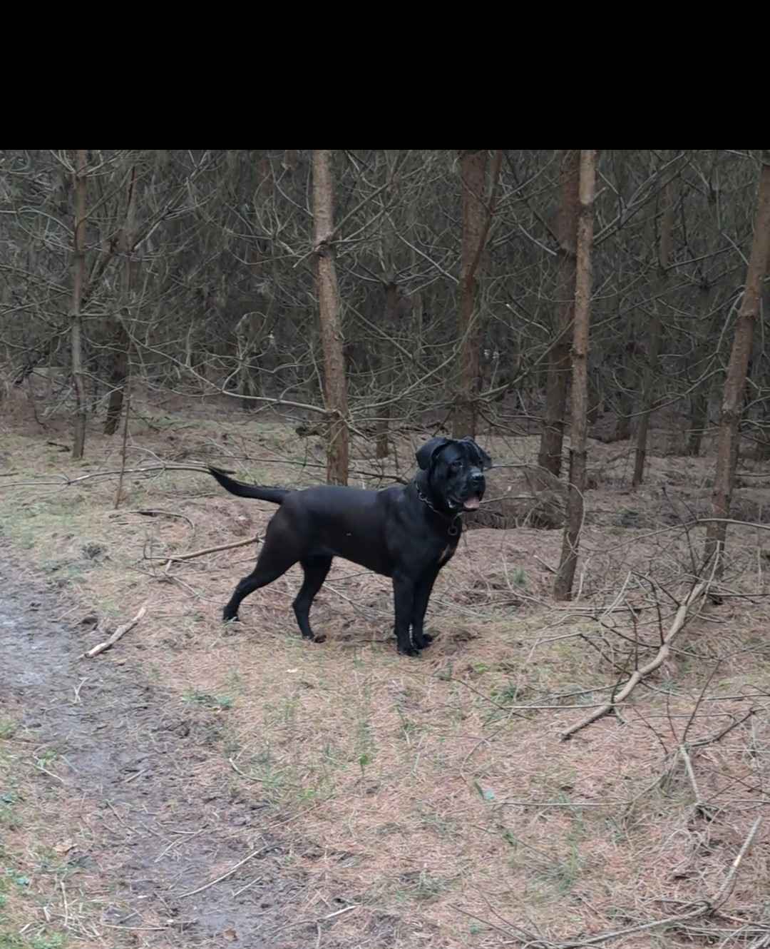 Cane Corso Italiano Jędrzejów - zdjęcie 4