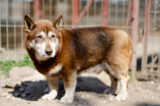 Luntek - niskopodłogowy czekoladek szuka domu! Olsztyn - zdjęcie 2