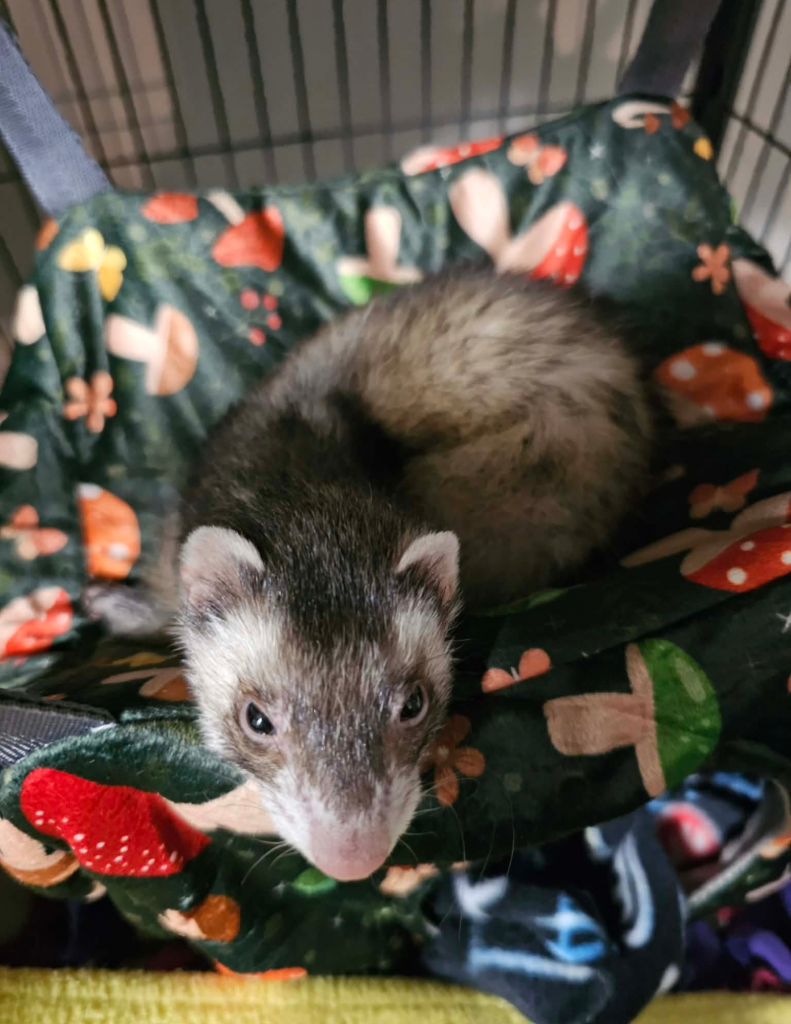 fretka do adopcji Folusz - zdjęcie 1