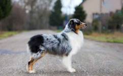 ZKwP Owczarek australijski - suczka blue merle Cedry Wielkie - zdjęcie 8