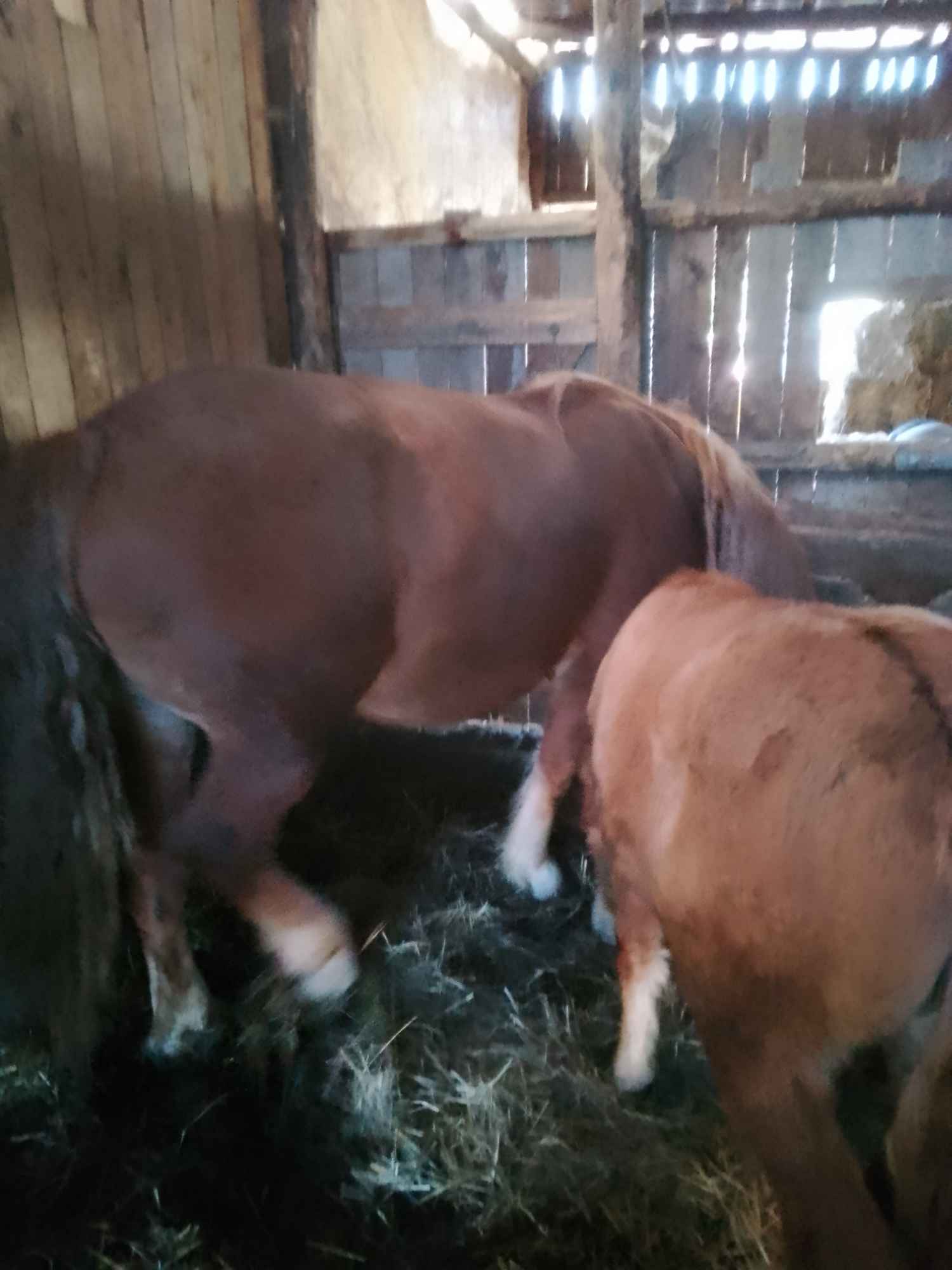 Sprzedam klacz zimnokwista zrebna 6 miesięcy że zrubko Gąbin - zdjęcie 6