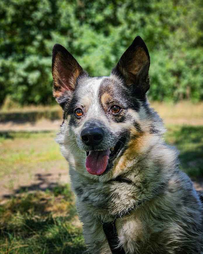 Mały, ciekawski piesek w typie corgi na tropie domu! ;) Górna - zdjęcie 5