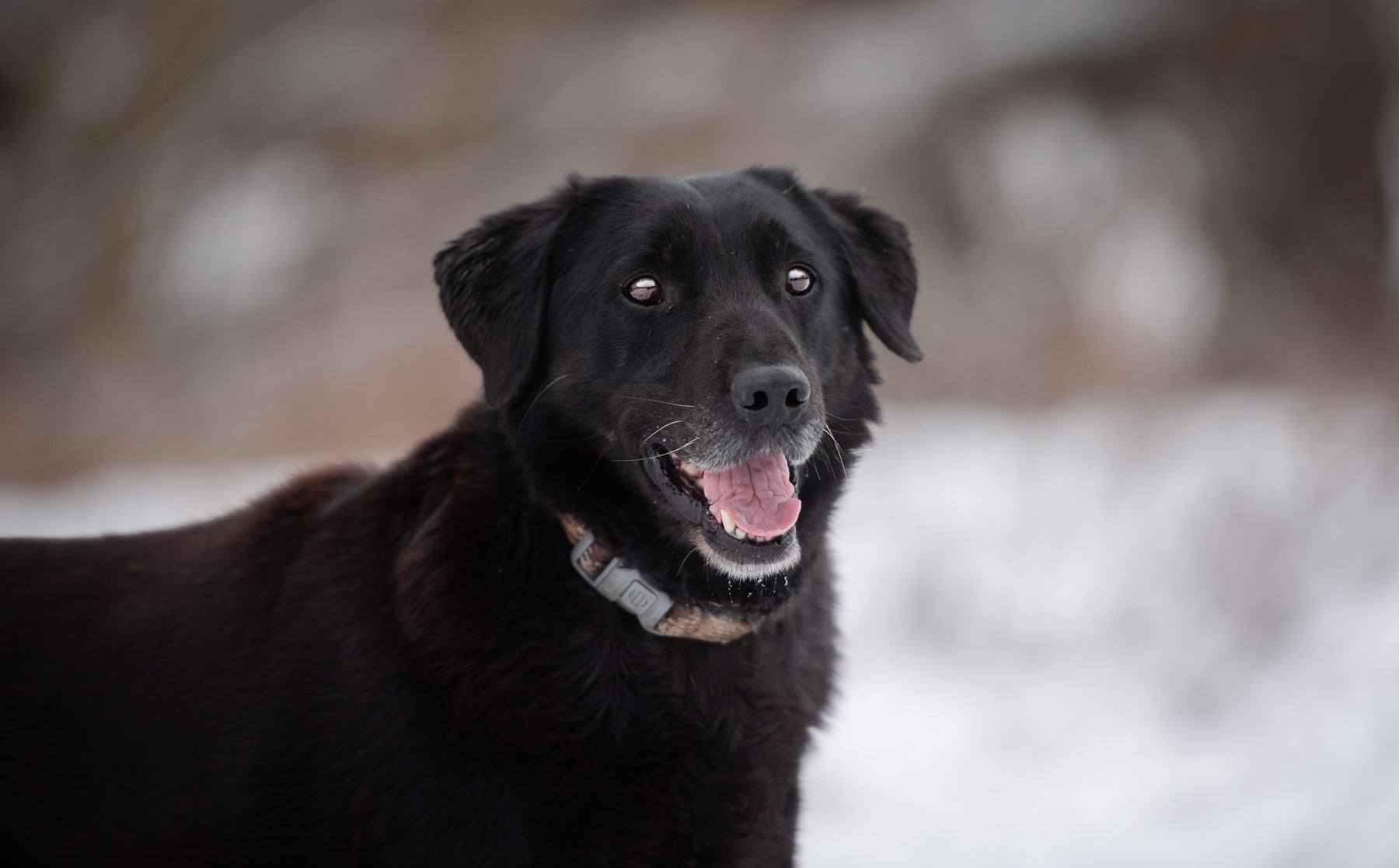 Portos - łagodny, przyjazny psiak w typie labka Olsztyn - zdjęcie 5