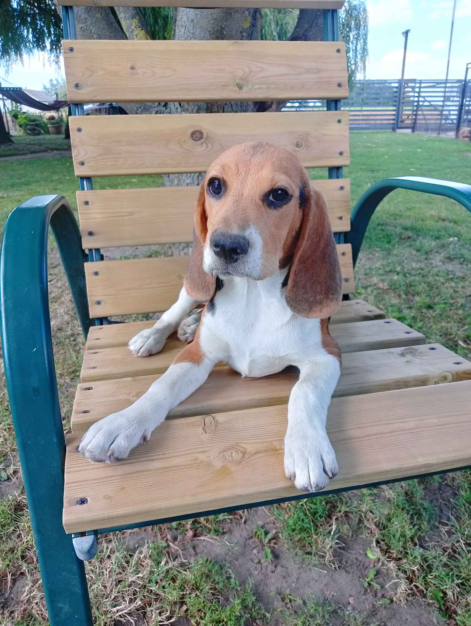 Suczki Beagle tricolor szukają domów Wronowo - zdjęcie 1