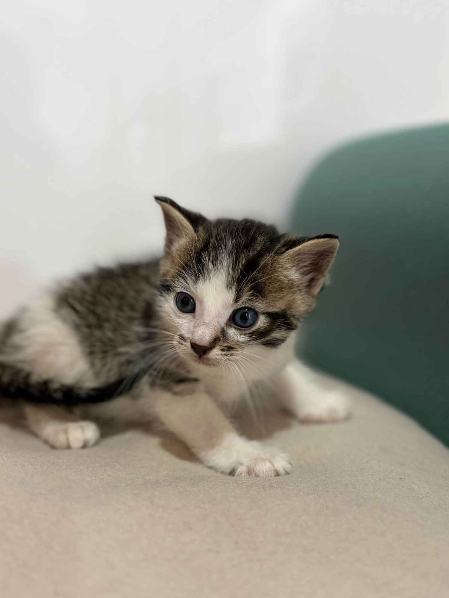 Piter, 6 tygodniowy kocurek szuka domu! Olsztyn - zdjęcie 2