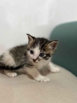 Piter, 6 tygodniowy kocurek szuka domu! Olsztyn - zdjęcie 2