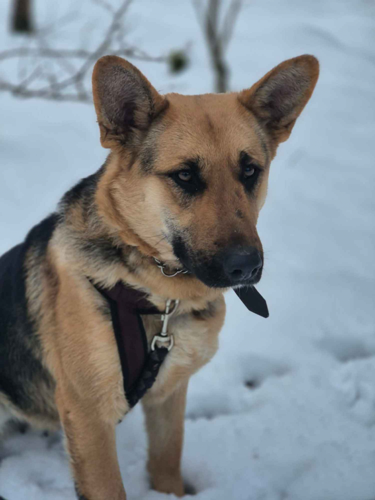 Mona - młoda, wesoła suka w typie ON szuka domu! Olsztyn - zdjęcie 3