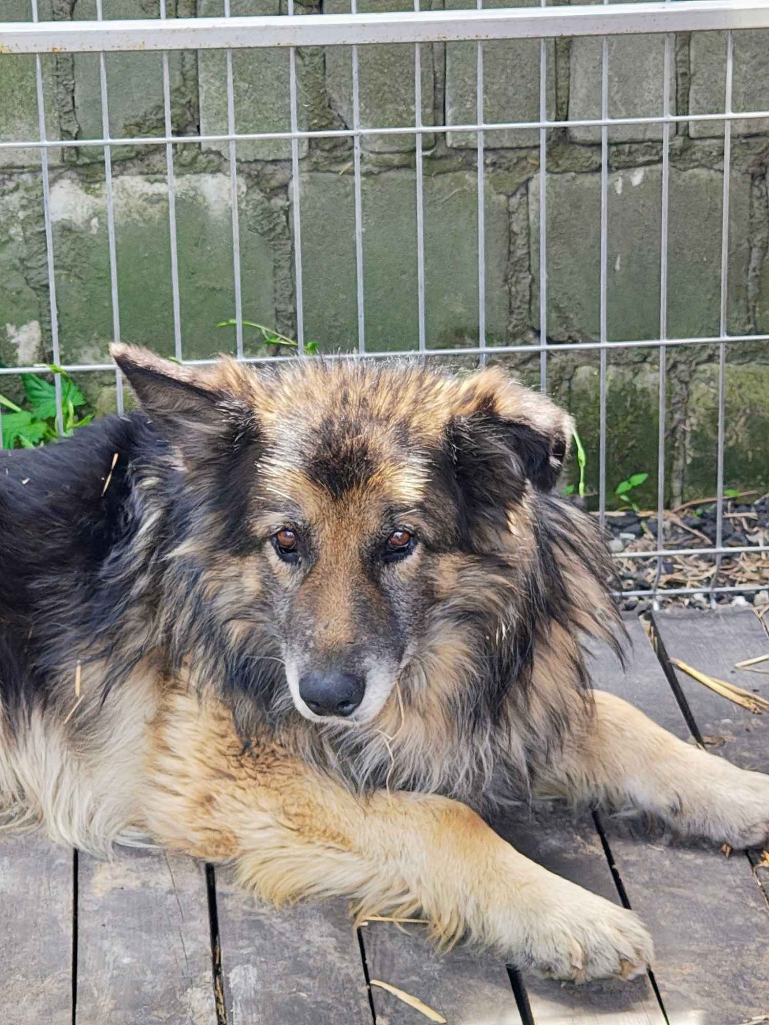 Aron - kto pokocha starszego psa? Olsztyn - zdjęcie 4