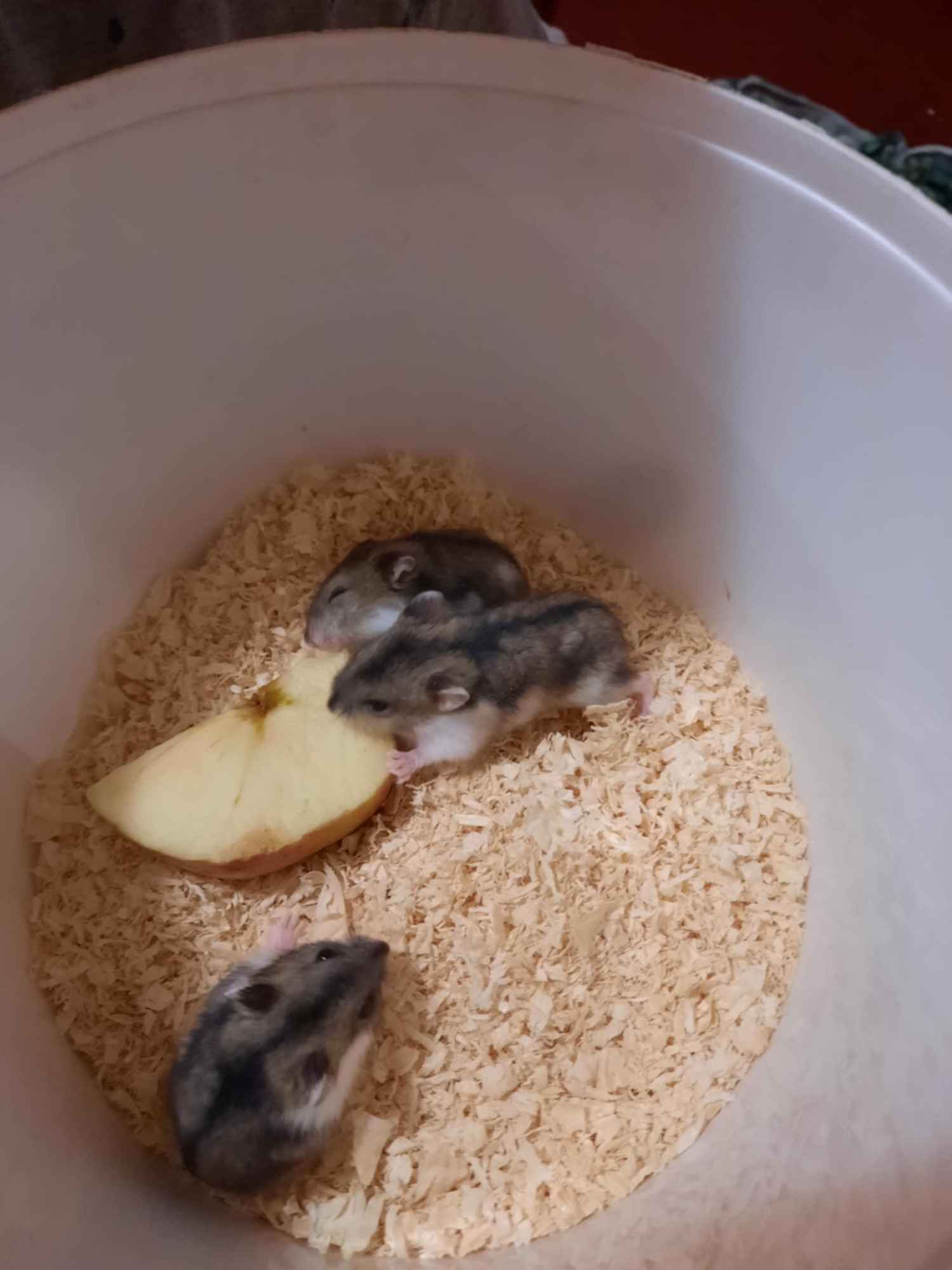 Oddam za darmo Rypin - zdjęcie 1