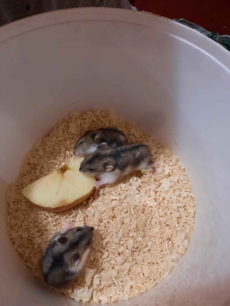 Oddam za darmo Rypin - zdjęcie 1