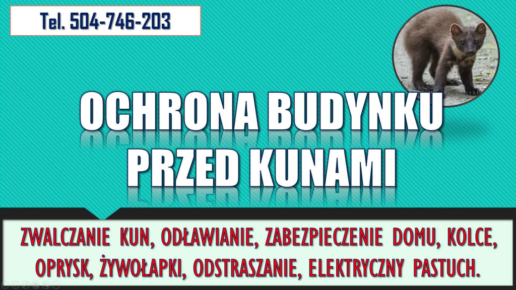 Odstraszanie kun, tel. 504-746-203. Odławianie i zabezpieczenie domu. Psie Pole - zdjęcie 1