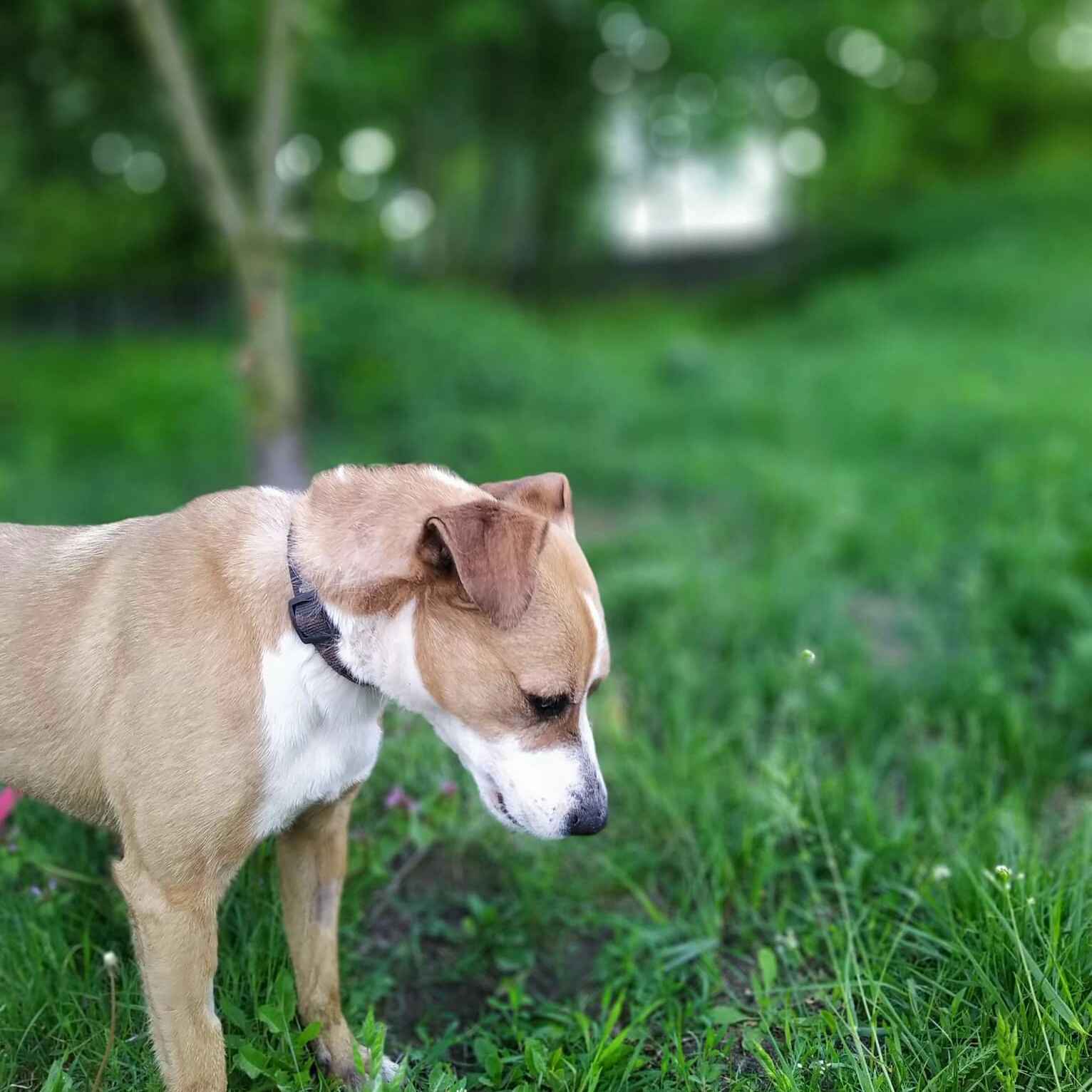 Kontaktowa, przyjazna, a przy tym energiczna suczka do adopcji! Pomóż! Mokotów - zdjęcie 8