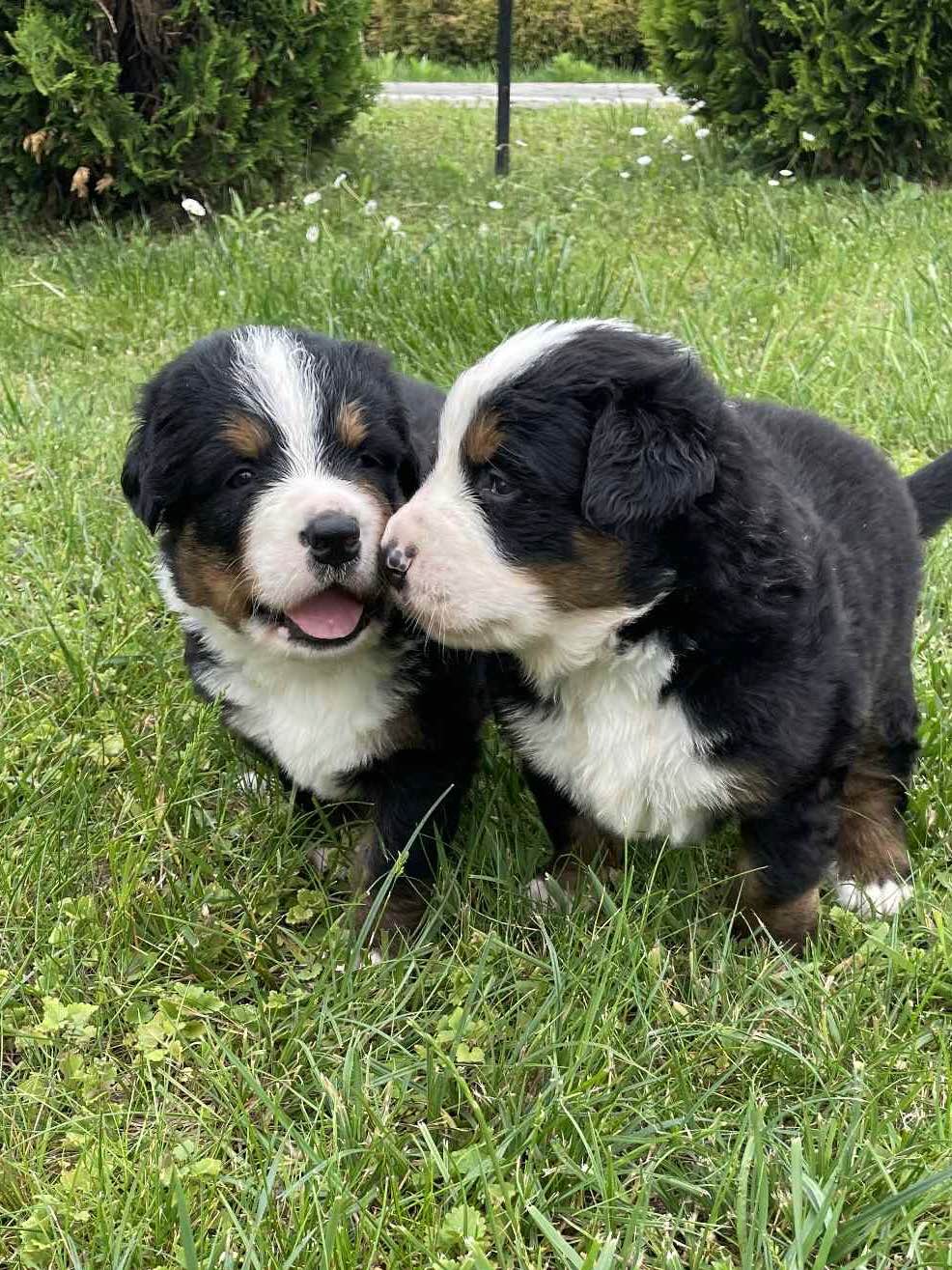 Sprzedam szczeniaki Berneński pies pasterski Kielce - zdjęcie 1