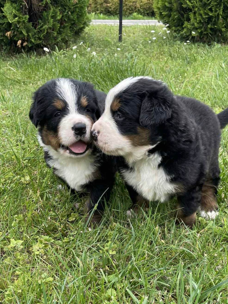 Sprzedam szczeniaki Berneński pies pasterski Kielce - zdjęcie 1