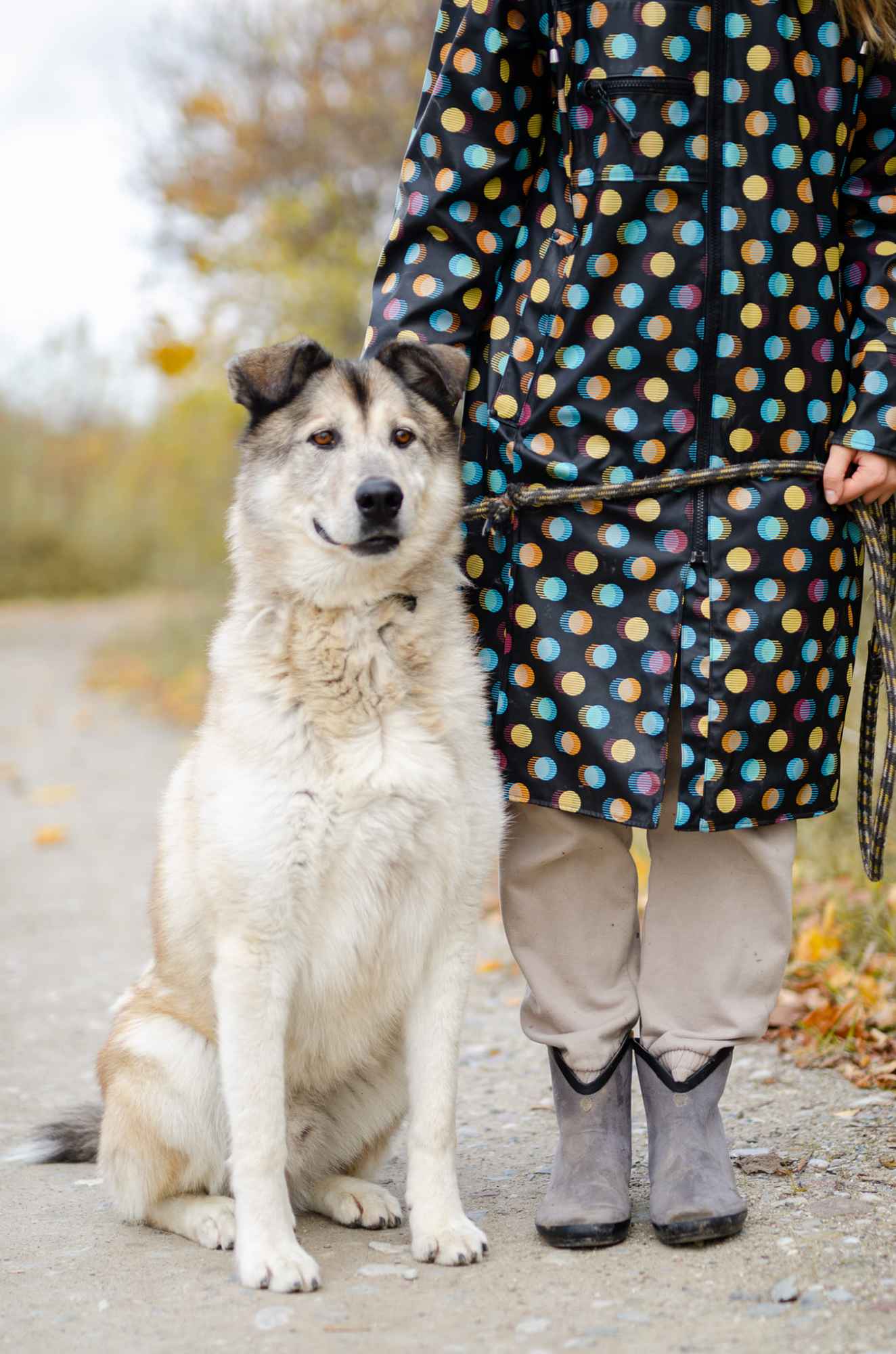 Chase - cudowny wielkolud szuka domu! Olsztyn - zdjęcie 3