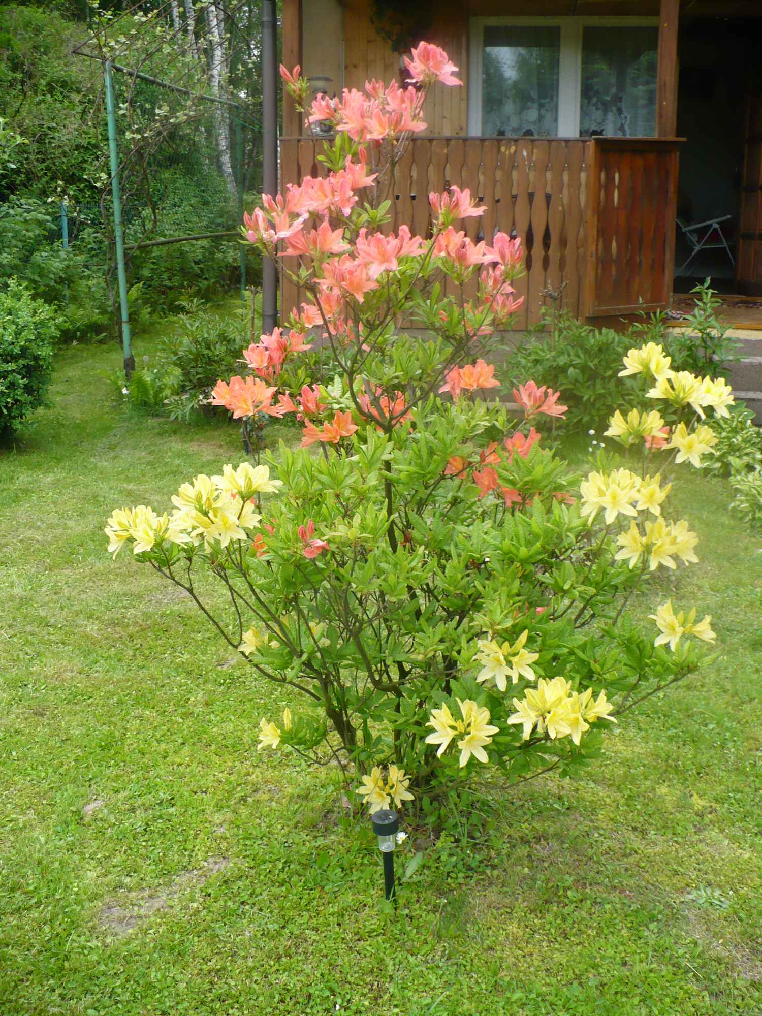 spraedam Krowodrza - zdjęcie 3