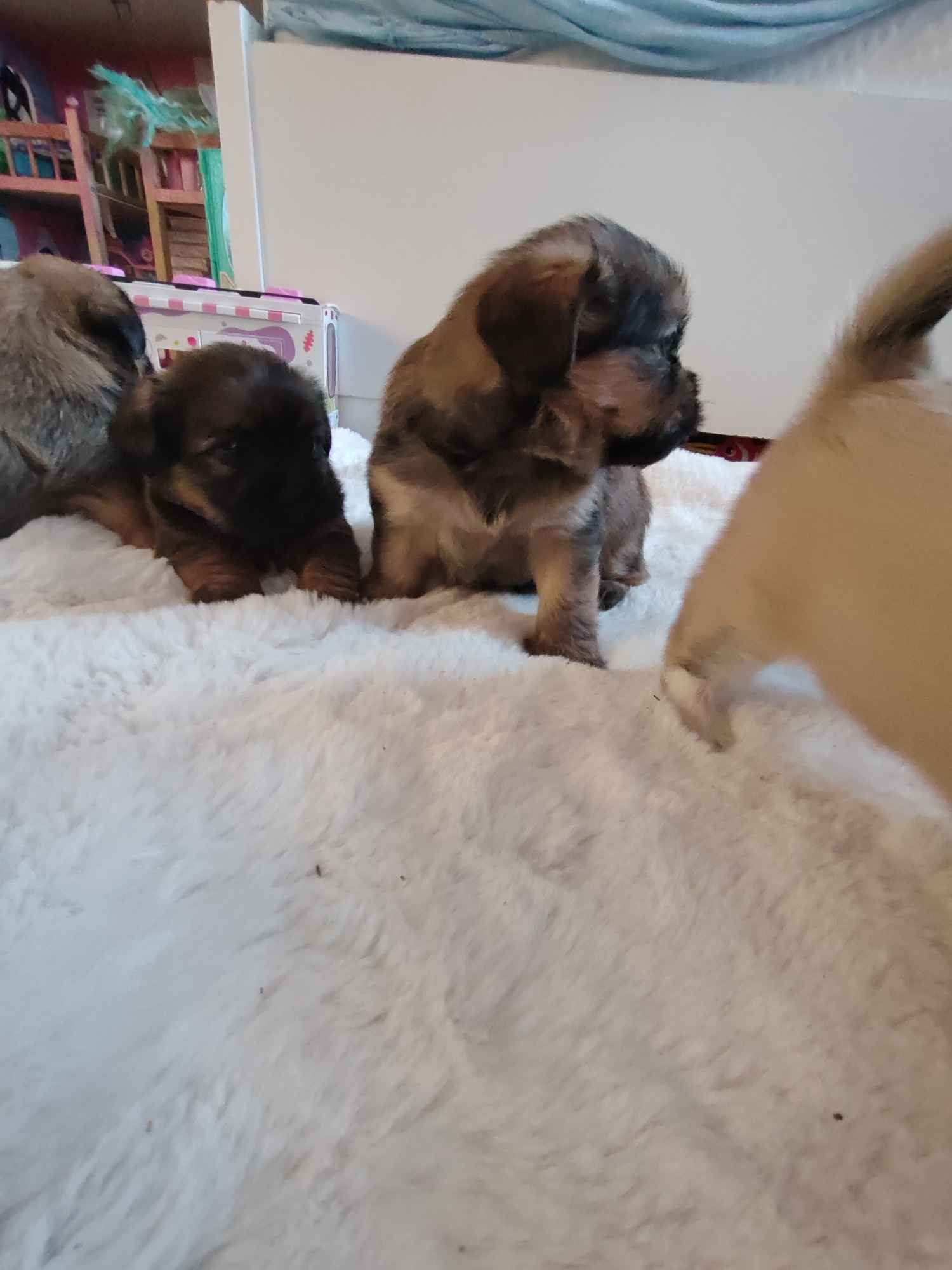 Sprzedam śliczne pieski i suczki Legnica - zdjęcie 5