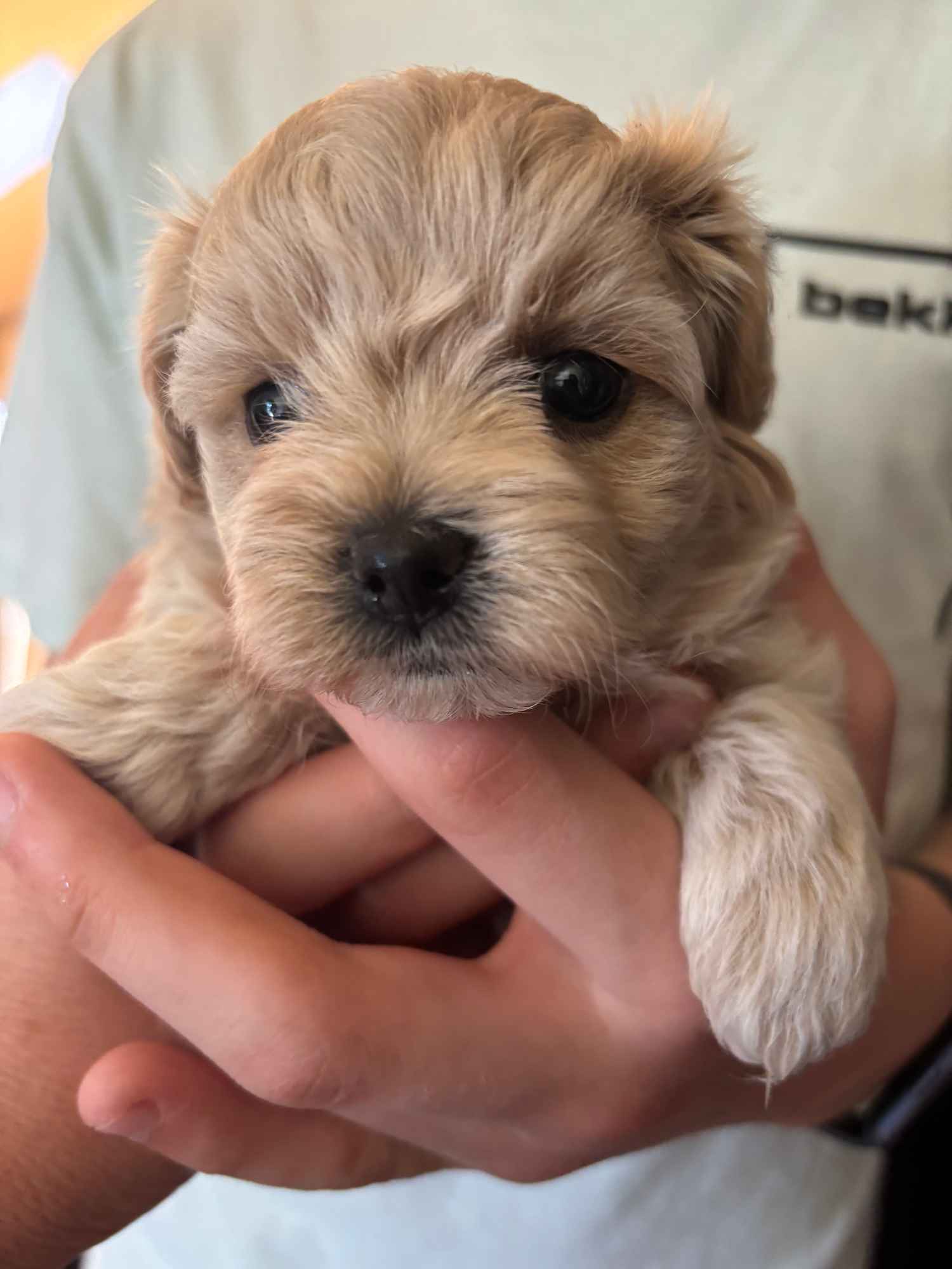 Maltipoo miniaturka 1,5 kg F1 Częstochowa - zdjęcie 4