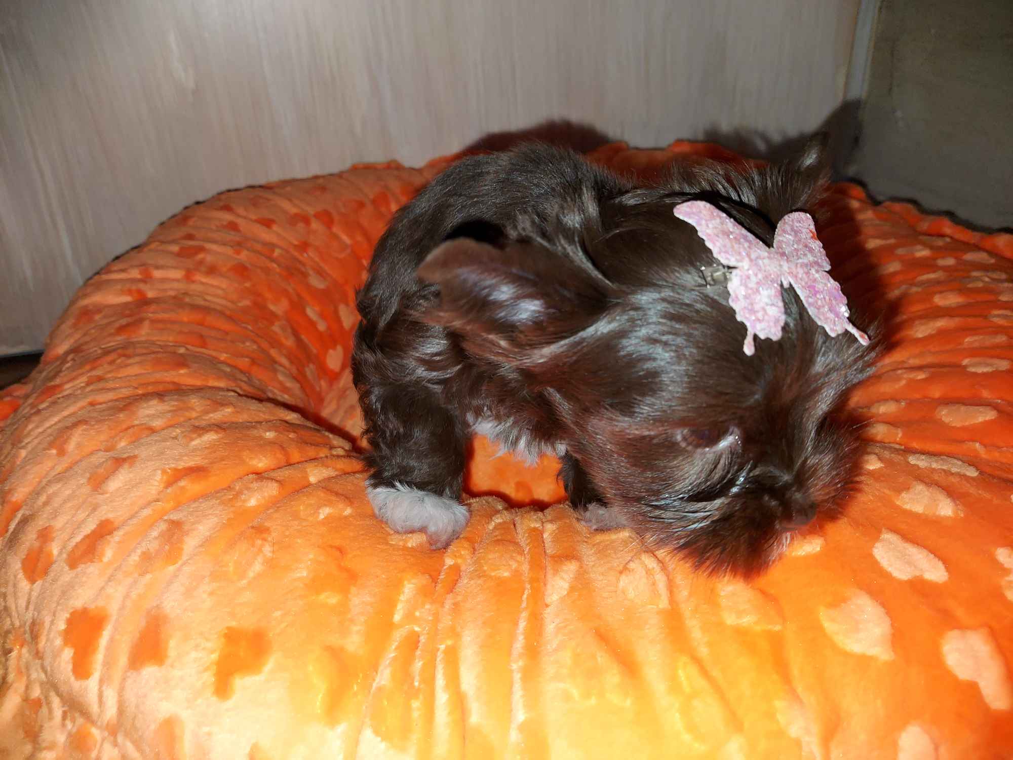 York Yorkshire Terrier Chocolate Rumia - zdjęcie 3