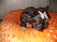 York Yorkshire Terrier Chocolate Rumia - zdjęcie 3