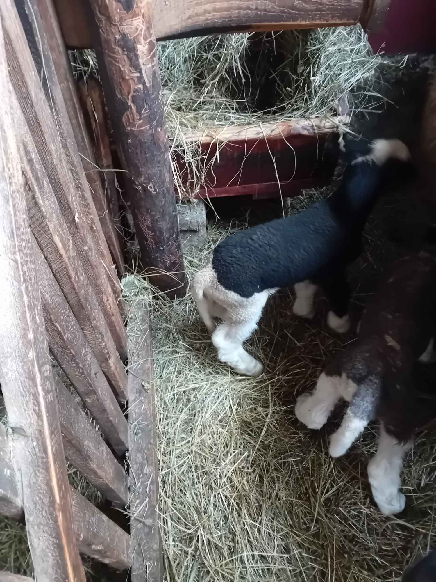 BARANKI DO OGRÓDKA Mszana Dolna - zdjęcie 3