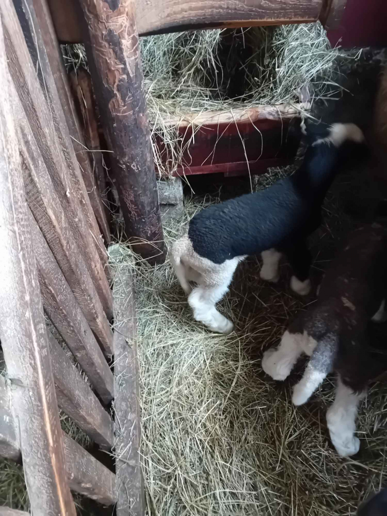 BARANKI DO OGRÓDKA Mszana Dolna - zdjęcie 3