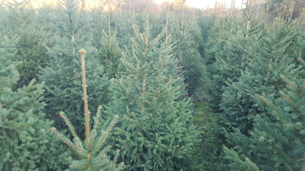 Choinki prosto z  własnej plantacji Rębków - zdjęcie 1