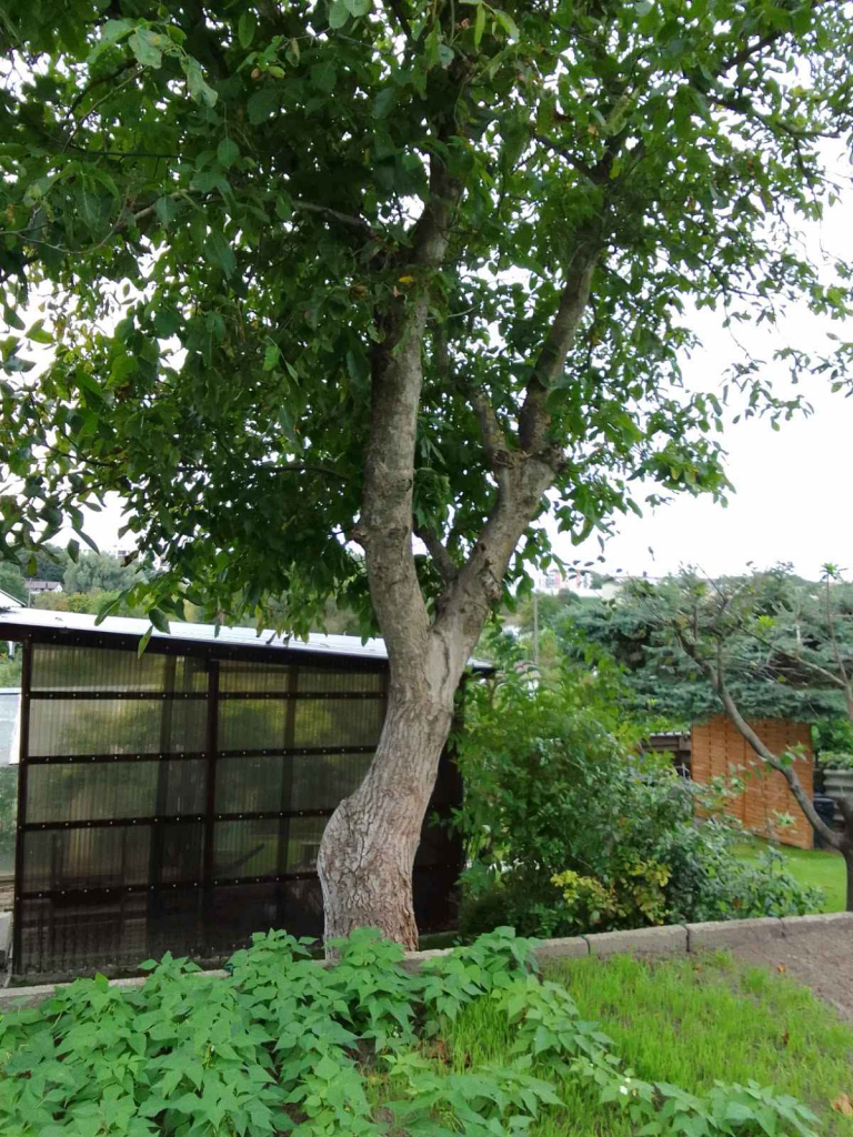 Działka rekreacyjna ROD 🍓 Iława Iława - zdjęcie 2