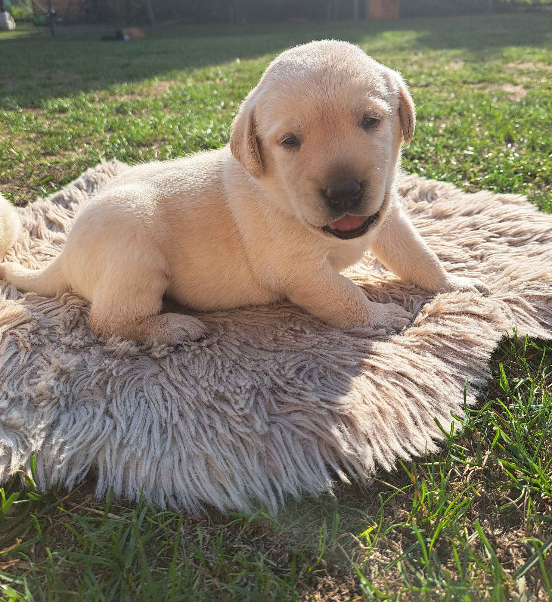 Labrador Retriever Gruszów Wielki - zdjęcie 3