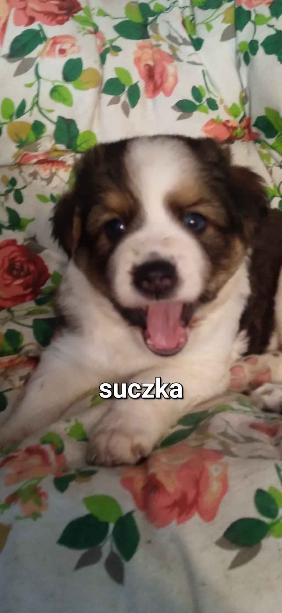 Oddam pieski w dobre ręce,szukające kochającego domku Przecław - zdjęcie 3