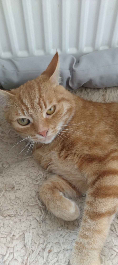 Kotek do adopcji Pabianice - zdjęcie 1