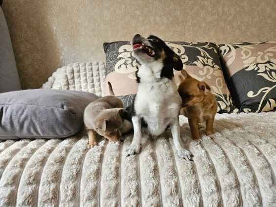 Suczka chihuahua Mińsk Mazowiecki - zdjęcie 4