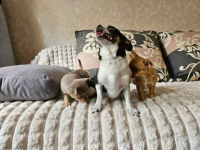 Suczka chihuahua Mińsk Mazowiecki - zdjęcie 4