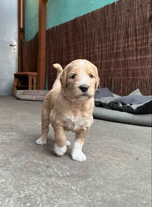 Owczarek I Pudel w jednym Aussiedoodle Czarnków - zdjęcie 2