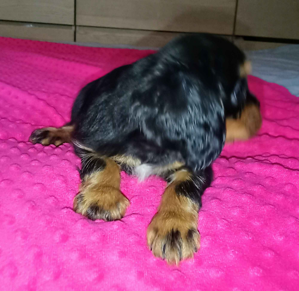 Gotowy do odbioru piesek Cavalier z rodowodem i wyprawką Górna - zdjęcie 5