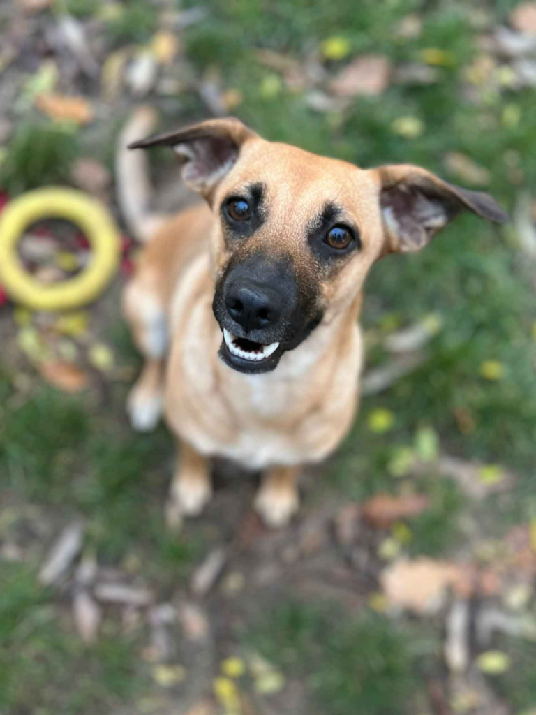 Dusia - filigranowa, kochana, fantastyczna sunia! Olsztyn - zdjęcie 1