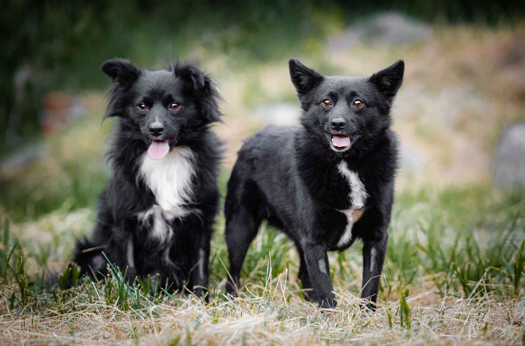 Dwa maluchy, wychowane, wesołe psiaki do adopcji! Gdańsk - zdjęcie 1