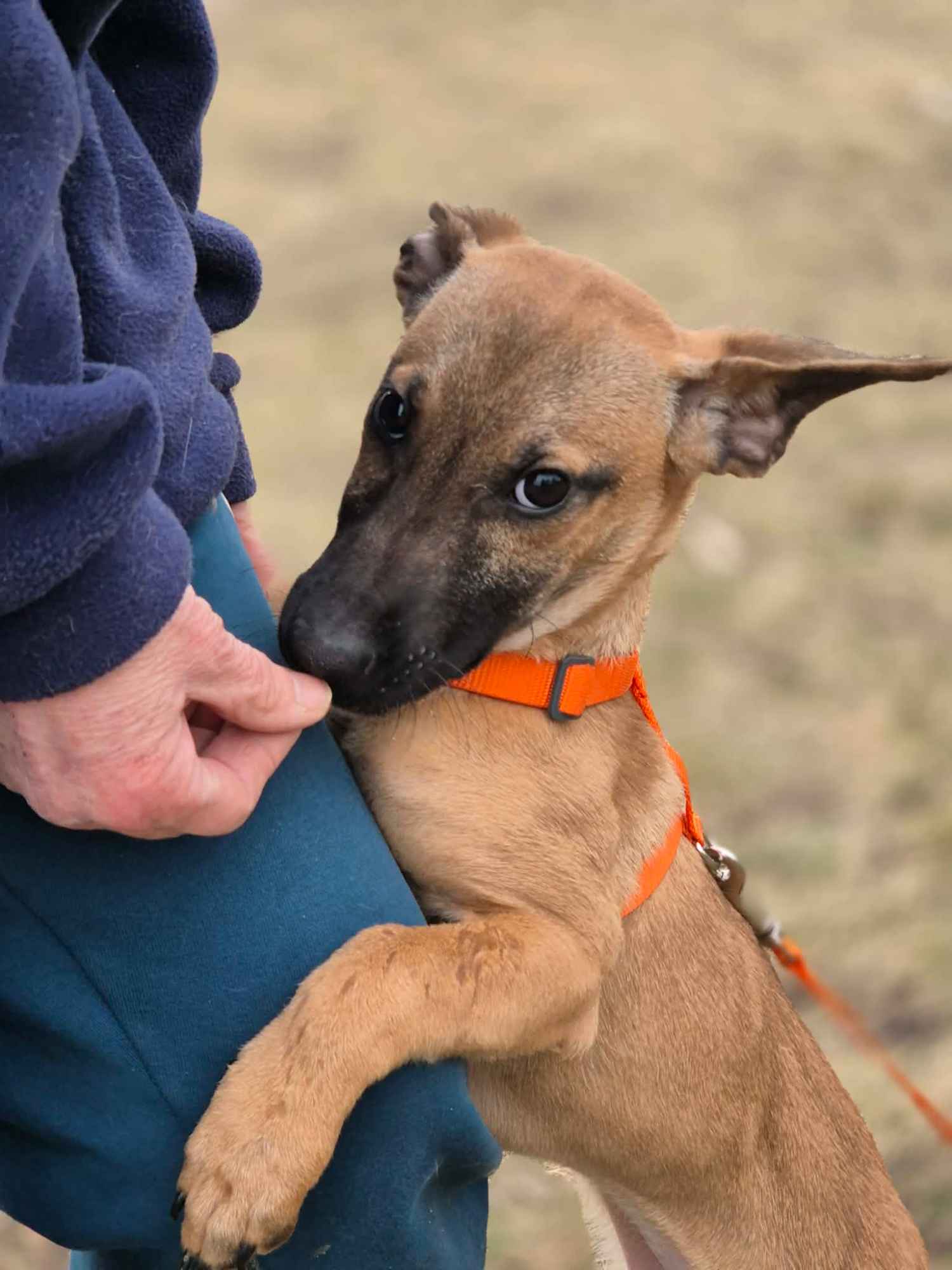 Malinka - szczeniak, kochana delikatna sunia Olsztyn - zdjęcie 3