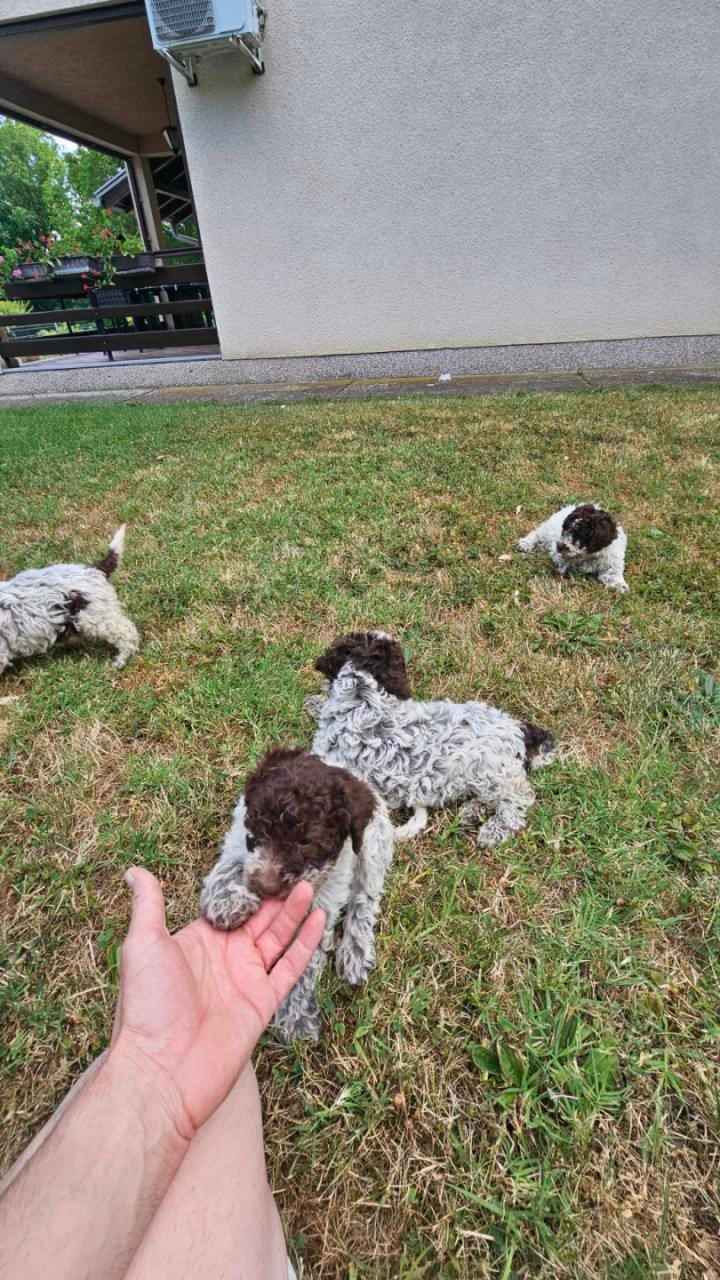 Lagoto Romagnola puppies Bemowo - zdjęcie 3