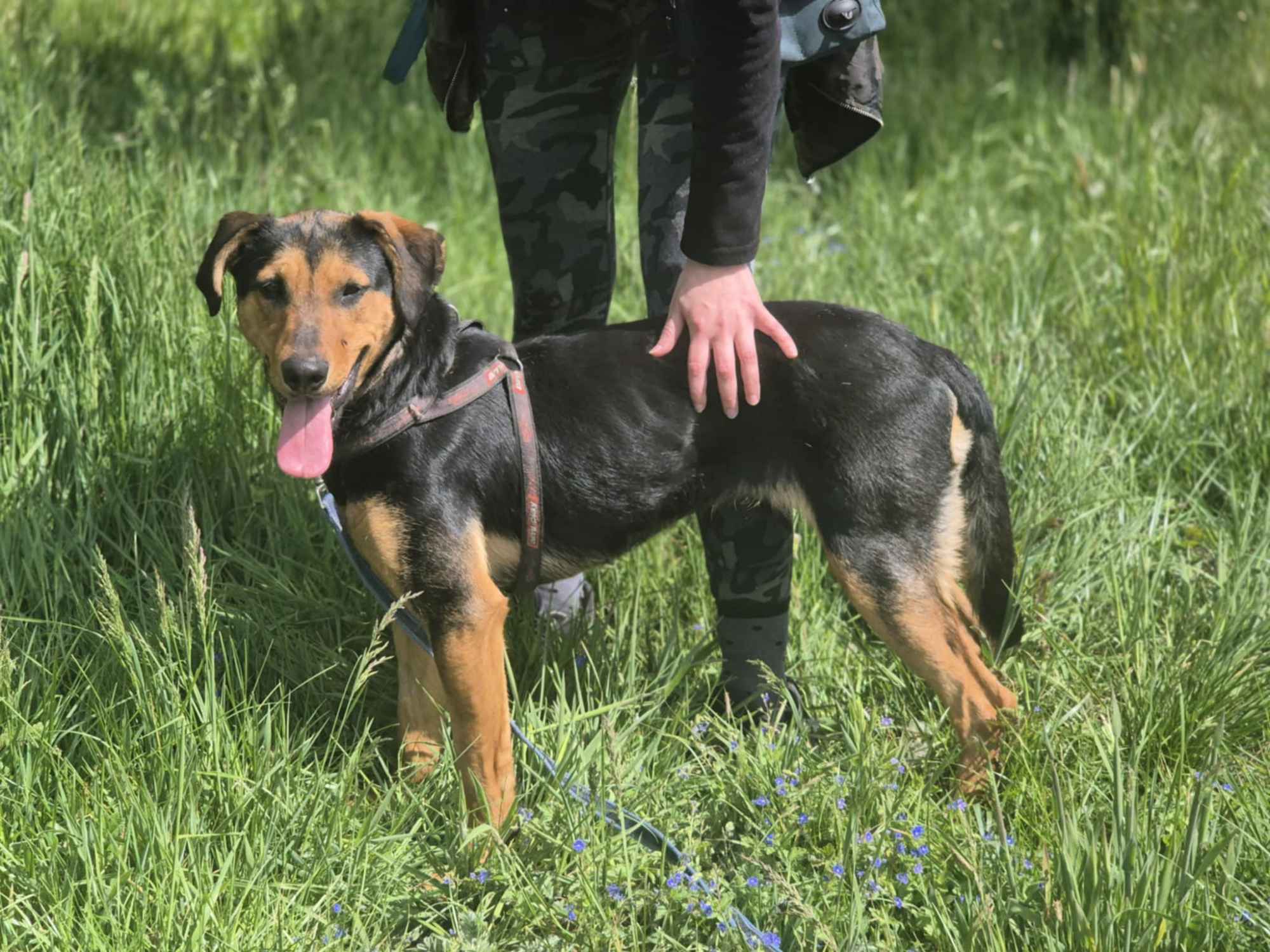 Felicja - psi anioł szuka domu na zawsze! Olsztyn - zdjęcie 3