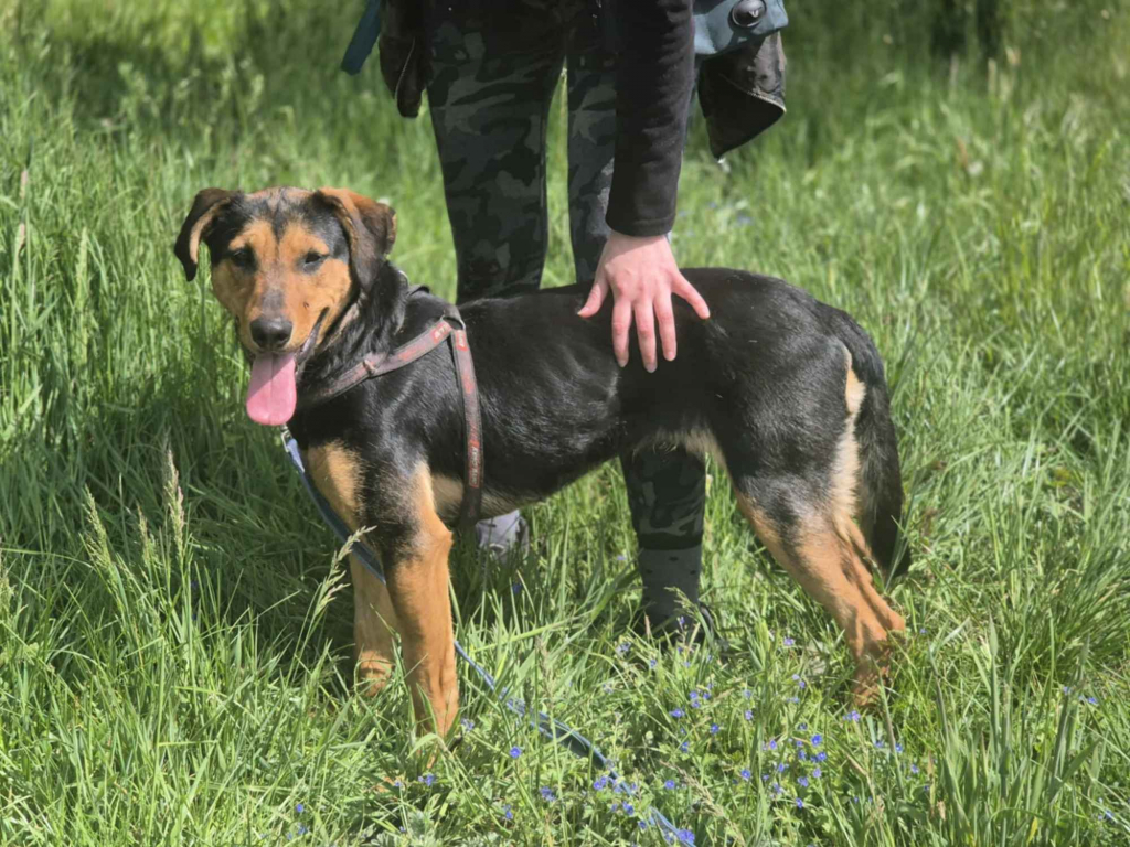 Felicja - psi anioł szuka domu na zawsze! Olsztyn - zdjęcie 3