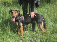 Felicja - psi anioł szuka domu na zawsze! Olsztyn - zdjęcie 3