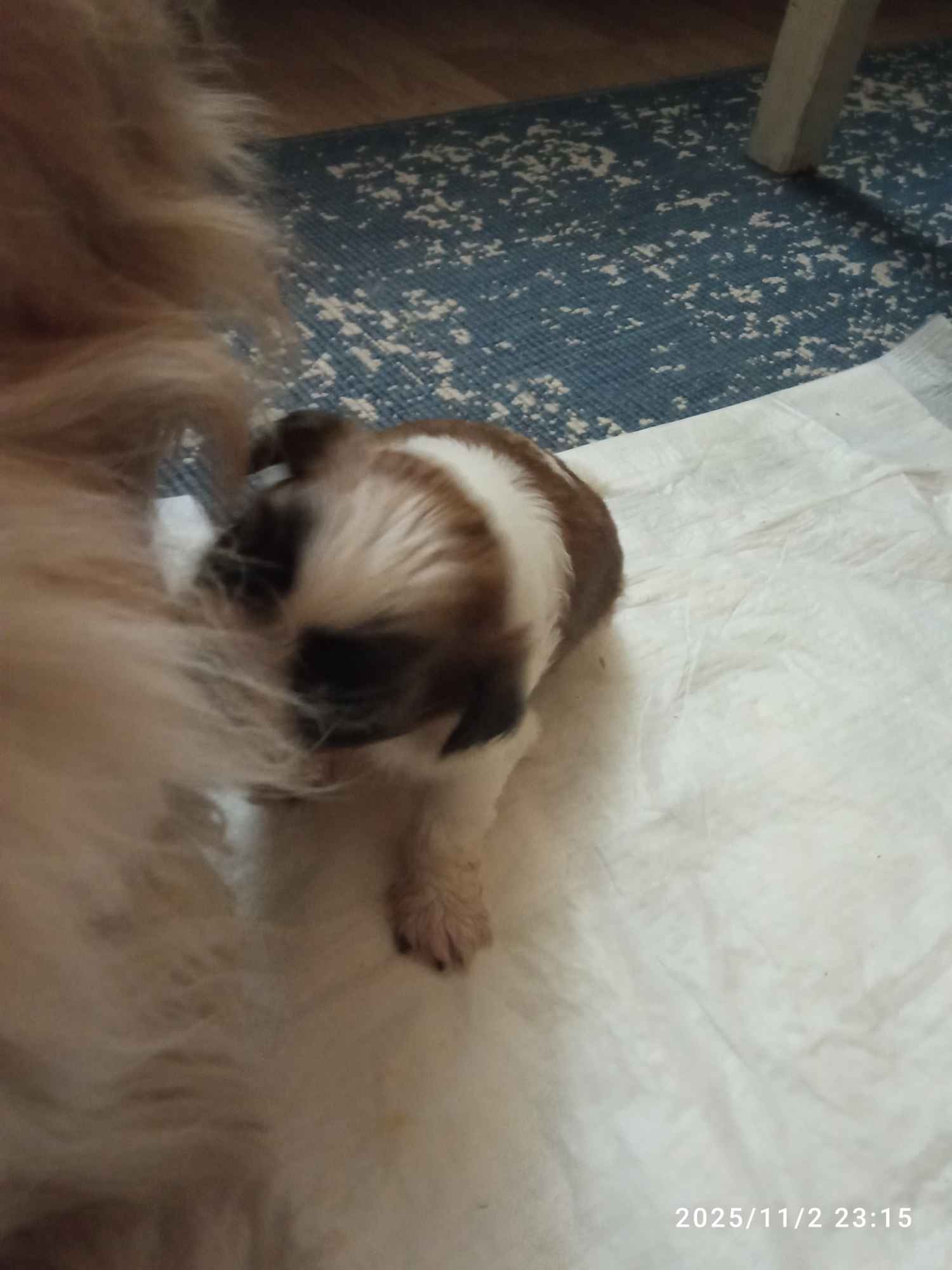 Szczenięta Gdańsk - zdjęcie 1