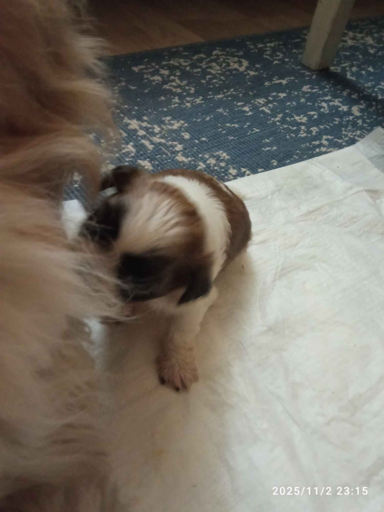 Szczenięta Gdańsk - zdjęcie 1