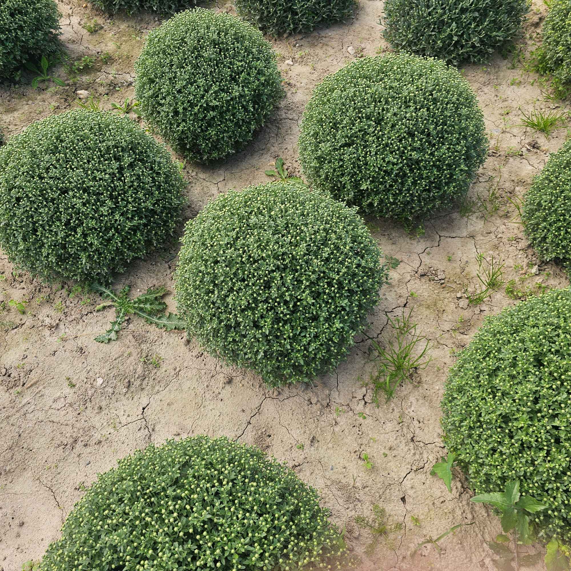 Chryzantemy Udanin - zdjęcie 4