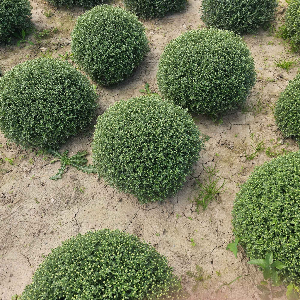 Chryzantemy Udanin - zdjęcie 4